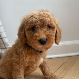 Blue collar boy - Red  male Goldendoodle puppy in Ridgewood, New Jersey from Jessie’s Doodles