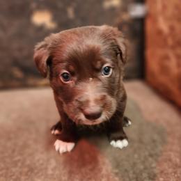 Lime Boy - White and red male Border Collie puppy in Shelbyville, Tennessee from C Horns Ranch Border Collies