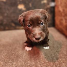 Lime Boy - White and red male Border Collie puppy in Shelbyville, Tennessee from C Horns Ranch Border Collies