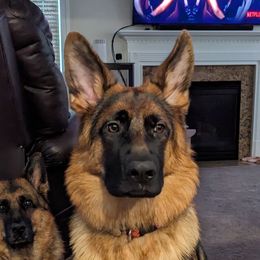 Raven - German Shepherd