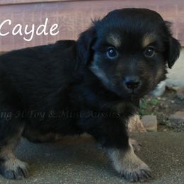 Cayde - Black tri male Miniature American Shepherd puppy in Godley, Texas from Flying H Toy and Mini Aussies