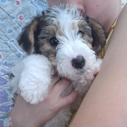 Becca - White black and tan female Wire Fox Terrier puppy in Lancaster, Missouri from Missouri Meadows Farm