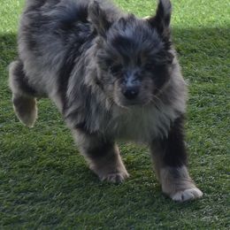Miniature Australian Shepherd Puppies from Battleborn Aussies and Bengals