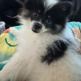 Billie - Black parti female Pomeranian puppy in Enfield, Connecticut from That Pom Haus