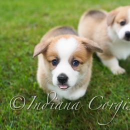 Pembroke Welsh Corgi Puppies from Indiana Corgis LLC