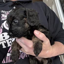 Video Callie - Black and tan female Cavapoo puppy in Eatonton, Georgia from TNT Puppies