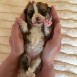 Female 2 (half white collar) - Sable female Pembroke Welsh Corgi puppy in Mcarthur, Ohio from Bentley Corgis LLC