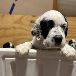 Storm - Blue belton male English Setter puppy in Windham, Connecticut from McFella’s Gun Dogs
