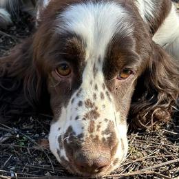 Lacey - English Springer Spaniel