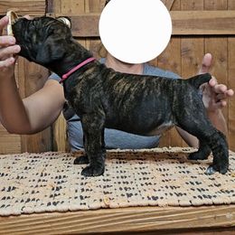 Pink Collar - Brindle female Boerboel puppy in Pattison, Texas from Sure Bet Kennels