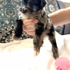 Boy 4 - Merle male Whoodle puppy in Sebastian, Florida from Perri’s Whoodles