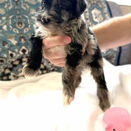 Boy 4 - Merle male Whoodle puppy in Sebastian, Florida from Perri’s Whoodles