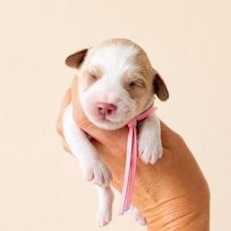 Faith (Hill) - Caramel cream female Australian Labradoodle puppy in Millville, California from Hope Lane Kennels