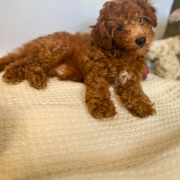 Poodle Puppies from Red Mini Poodles AZ