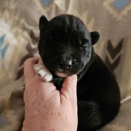 Stealth - Black male Siberian Husky puppy in Urbana, Ohio from Fairhaven's Siberian Huskies