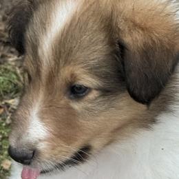Collie Puppies from Hedge Haven Farm