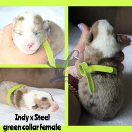 Green collar - Blue female Pembroke Welsh Corgi puppy in Wayne City, Illinois from Lash Livestock & Corgis