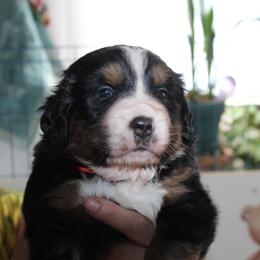 Bernese Mountain Dog Puppies from Baby Bear Bernese Kennel