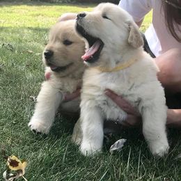 Golden Retriever Puppies from Falkinburg Goldens