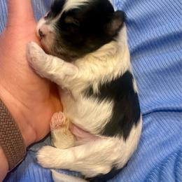 Benz - Black and white male Havanese puppy in Hawthorne, Florida from Havanese Acres