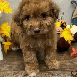 Romeo - Red and white male Cockapoo puppy in West Plains, Missouri from The Royal Kennel