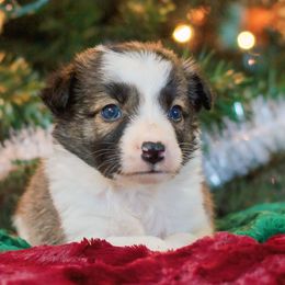 Bard - Sable Border Collie puppy in Olive Hill, Kentucky from SaturnMoon MAS & BC