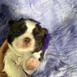 Chocolate - Chocolate female Shih Tzu puppy in Port Orchard, Washington from Buttons N Bows