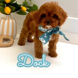 Dock - Red male Cavapoo puppy in Buford, Georgia from Petite Posh Puppies