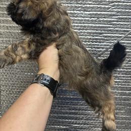 Green and black - Gold female Shih Tzu puppy in Eunice, Louisiana from 4J's Cajun Kennels