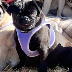 Bindy - Pug