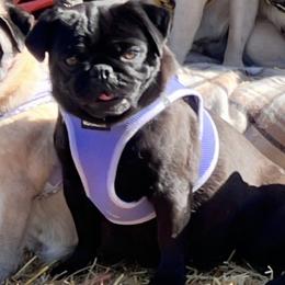 Bindy - Pug