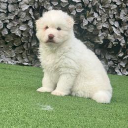 Girl 1 - White female Siberian Husky puppy in Miami, Florida from Blue Moon Huskies