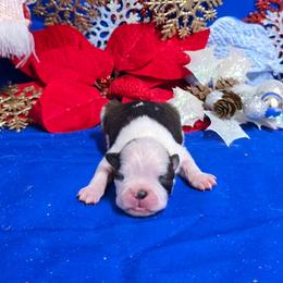 Black Brindle More White - Black brindle and white male Boston Terrier puppy in Corsicana, Texas from JT Bostons