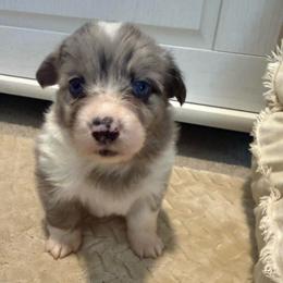 Girl 1 - Blue merle and white female American Corgi puppy in Decatur, Texas from Bar S Corgis