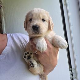 MAISIE- Pink - Golden female Golden Retriever puppy in Lucasville, Ohio from Halo Kennels