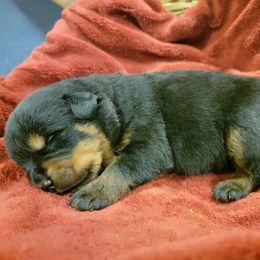 Rottweiler Puppies from Hauser's Kennel