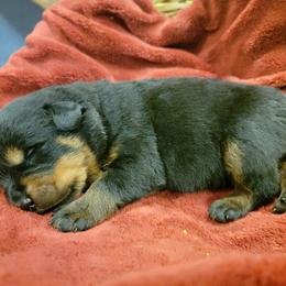 Rottweiler Puppies from Hauser's Kennel