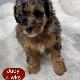 Judy - Blue merle female Bernedoodle puppy in Henderson, Nevada from P3Puppies