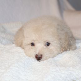 Poodle Puppies from Pawsh Petites