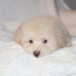 Poodle Puppies from Pawsh Petites