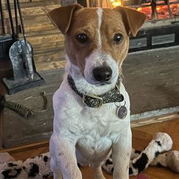 Reuben - Russell Terrier