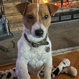 Reuben - Russell Terrier
