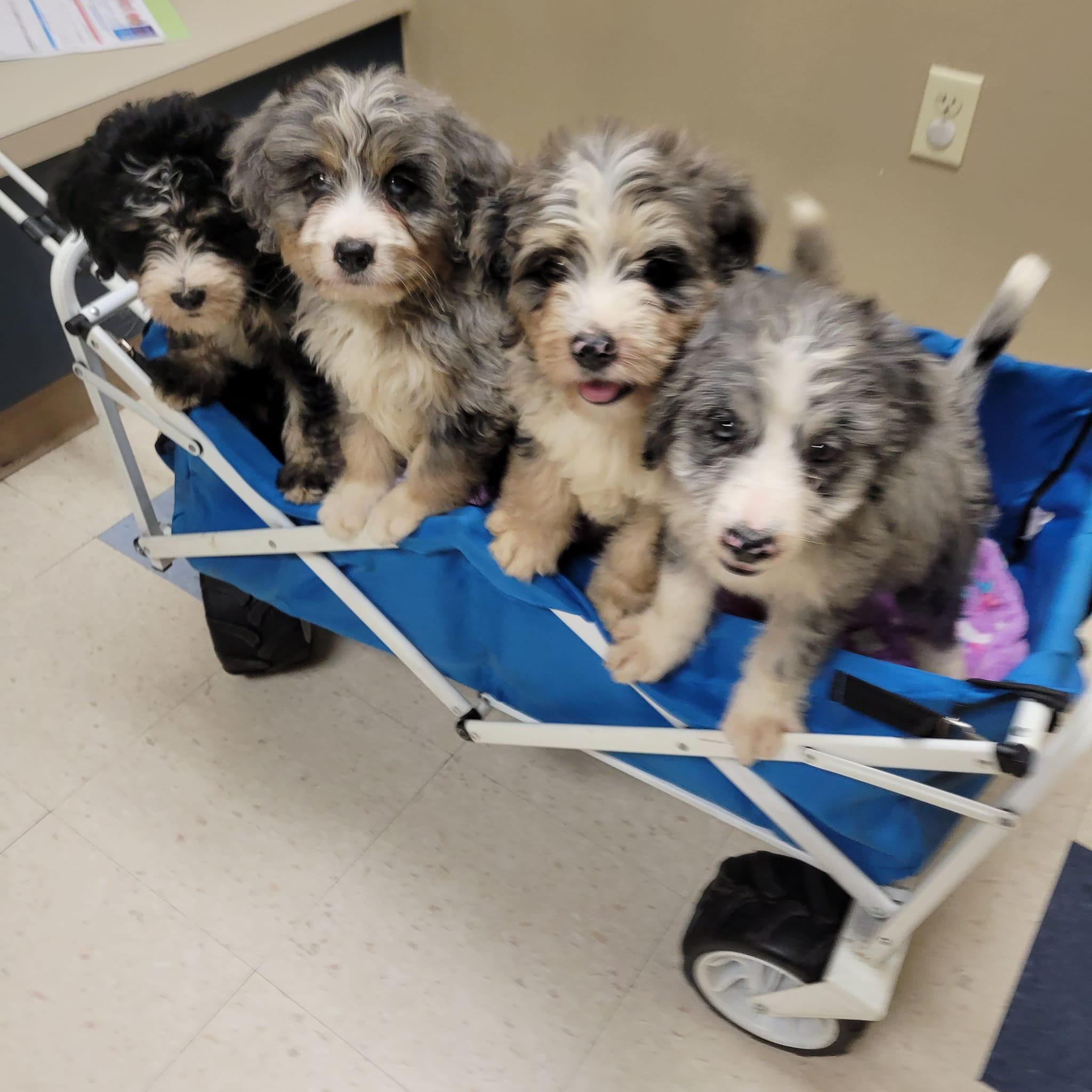 Haj Paj Bernedoodles in Florida Bernedoodle puppies Good Dog