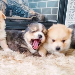 Pomskies from Wildfire Pomskies