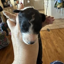 Girl 2 - Black and white female Aussiedoodle puppy in Four Oaks, North Carolina from RoseWest Farms