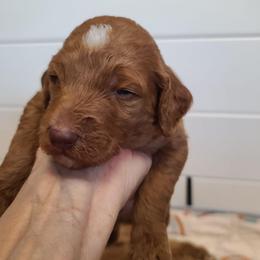 Purple Collar - Red  male Poodle puppy in Colorado Springs, Colorado from Silly's Standard Poodles