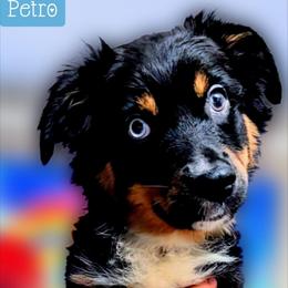 Petro - Black tri male Miniature Australian Shepherd puppy in Punta Gorda, Florida from Christie's Creekside Aussies