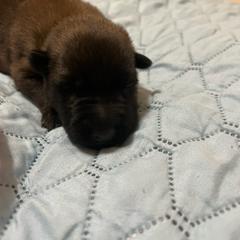Puppy 7 - Red sable female Belgian Malinois puppy in Henrico, Virginia from MonStar Malinois