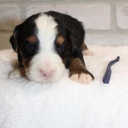 Tri girl 4 - Tri-color female Bernedoodle puppy in Belgreen, Alabama from Scott’s Farm Poodles and Doodles