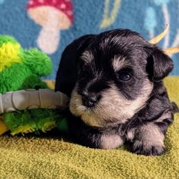 White collar - Black and silver female Miniature Schnauzer puppy in Brownwood, Texas from Texas Dreams Mini Schnauzers